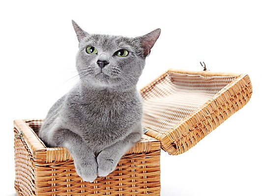 포토 JPG 스튜디오촬영 동물 한마리 포유류 실내 앉기 사람없음 반려동물 소풍 바구니 귀여움 고양이 러시안블루 반려 국내포토 1 컨셉 모션 내부 야외활동 파일형식