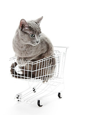 포토 JPG 스튜디오촬영 동물 한마리 포유류 실내 앉기 사람없음 반려동물 귀여움 고양이 카트 쇼핑카 러시안블루 반려 국내포토 1 컨셉 모션 내부 쇼핑 파일형식