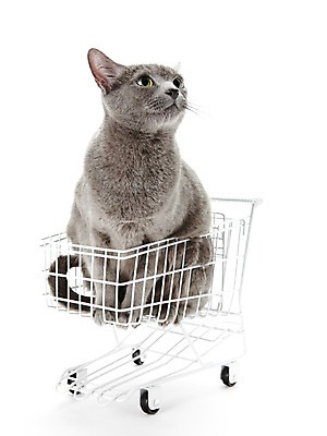 포토 JPG 스튜디오촬영 동물 한마리 포유류 실내 앉기 사람없음 반려동물 귀여움 고양이 카트 쇼핑카 러시안블루 반려 국내포토 1 컨셉 모션 내부 쇼핑 파일형식
