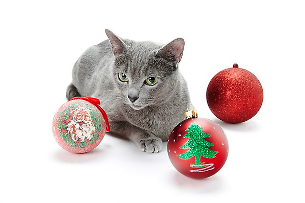 포토 JPG 스튜디오촬영 동물 한마리 기념일 크리스마스장식 크리스마스 포유류 크리스마스용품 실내 사람없음 반려동물 눕기 귀여움 고양이 장식볼 러시안블루 반려 국내포토 1 컨셉 모션 이벤트 내부 장식 용품 파일형식