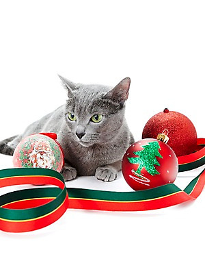 포토 JPG 스튜디오촬영 동물 한마리 기념일 리본 크리스마스장식 크리스마스 포유류 크리스마스용품 실내 사람없음 반려동물 눕기 귀여움 고양이 장식볼 러시안블루 반려 국내포토 1 컨셉 모션 이벤트 내부 장식 용품 파일형식