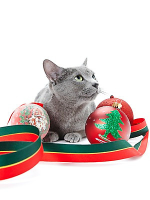 포토 JPG 스튜디오촬영 동물 한마리 기념일 리본 크리스마스장식 크리스마스 포유류 크리스마스용품 실내 사람없음 반려동물 눕기 귀여움 고양이 장식볼 러시안블루 반려 국내포토 1 컨셉 모션 이벤트 내부 장식 용품 파일형식