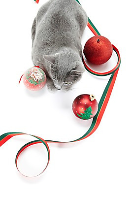포토 JPG 스튜디오촬영 동물 한마리 기념일 리본 크리스마스장식 크리스마스 포유류 크리스마스용품 실내 사람없음 반려동물 하이앵글 눕기 귀여움 고양이 장식볼 러시안블루 반려 국내포토 1 뷰포인트 컨셉 모션 이벤트 내부 장식 용품 파일형식