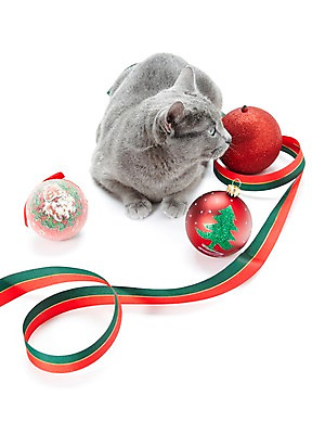 포토 JPG 스튜디오촬영 동물 한마리 기념일 리본 크리스마스장식 크리스마스 포유류 크리스마스용품 실내 사람없음 반려동물 눕기 귀여움 고양이 장식볼 러시안블루 반려 국내포토 1 컨셉 모션 이벤트 내부 장식 용품 파일형식