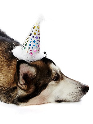 포토 JPG 스튜디오촬영 동물 한마리 반려견 포유류 실내 사람없음 반려동물 파티 귀여움 개 알래스칸말라뮤트 반려 국내포토 1 컨셉 이벤트 내부 파일형식