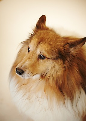 포토 JPG 동물 한마리 반려견 포유류 실내 사람없음 반려동물 귀여움 개 반려 셔틀랜드쉽독 셔틀랜드시프도그 국내포토 1 컨셉 내부 파일형식