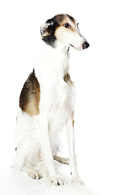 포토 JPG 스튜디오촬영 동물 한마리 반려견 포유류 실내 앉기 사람없음 반려동물 귀여움 개 보르조이 반려 국내포토 1 컨셉 모션 내부 파일형식