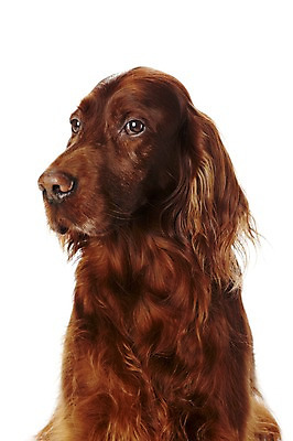 포토 JPG 스튜디오촬영 동물 한마리 반려견 포유류 실내 사람없음 반려동물 귀여움 개 반려 아이리쉬세터 국내포토 1 컨셉 내부 파일형식