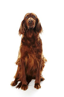 포토 JPG 스튜디오촬영 동물 한마리 반려견 포유류 실내 앉기 사람없음 반려동물 귀여움 개 반려 아이리쉬세터 국내포토 1 컨셉 모션 내부 파일형식