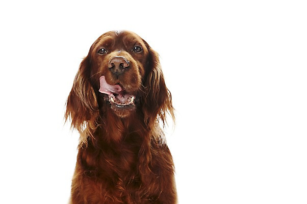 포토 JPG 스튜디오촬영 동물 한마리 반려견 포유류 실내 사람없음 반려동물 귀여움 개 반려 아이리쉬세터 국내포토 1 컨셉 내부 파일형식