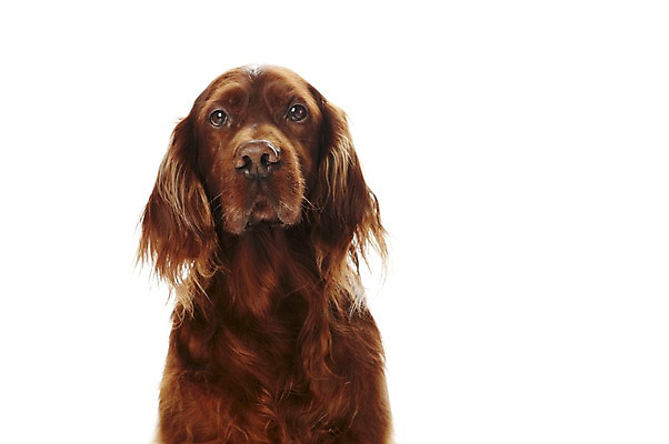 포토 JPG 스튜디오촬영 동물 한마리 반려견 포유류 실내 사람없음 반려동물 귀여움 개 반려 아이리쉬세터 국내포토 1 컨셉 내부 파일형식