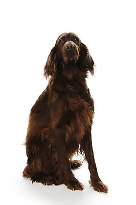 포토 JPG 스튜디오촬영 동물 한마리 반려견 포유류 실내 앉기 사람없음 반려동물 귀여움 개 반려 아이리쉬세터 국내포토 1 컨셉 모션 내부 파일형식