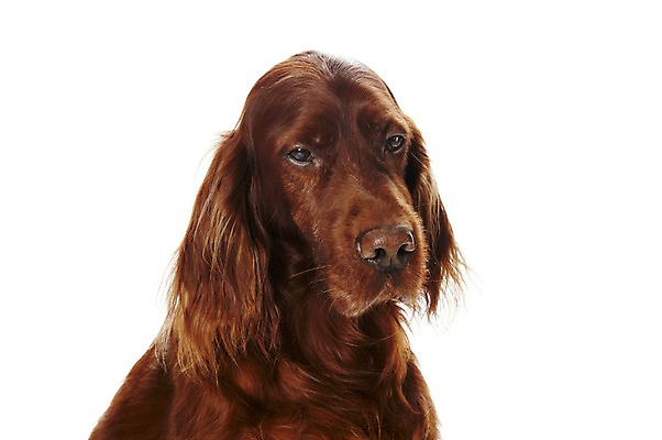 포토 JPG 스튜디오촬영 동물 한마리 반려견 포유류 실내 사람없음 반려동물 귀여움 개 반려 아이리쉬세터 국내포토 1 컨셉 내부 파일형식