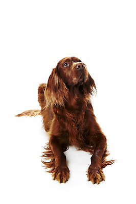 포토 JPG 스튜디오촬영 동물 한마리 반려견 포유류 실내 사람없음 반려동물 눕기 귀여움 개 반려 아이리쉬세터 국내포토 1 컨셉 모션 내부 파일형식