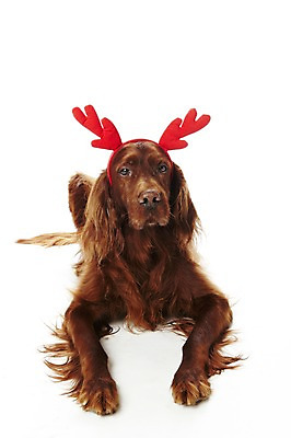 포토 JPG 스튜디오촬영 동물 한마리 기념일 반려견 크리스마스 포유류 크리스마스용품 뿔 실내 사람없음 반려동물 눕기 귀여움 머리띠 개 반려 아이리쉬세터 국내포토 1 컨셉 장신구 모션 이벤트 내부 용품 파일형식