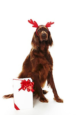 포토 JPG 스튜디오촬영 동물 한마리 기념일 리본 반려견 크리스마스 포유류 크리스마스용품 뿔 실내 선물 앉기 사람없음 선물상자 반려동물 상자 귀여움 머리띠 개 반려 아이리쉬세터 국내포토 1 컨셉 장신구 모션 이벤트 내부 용품 파일형식