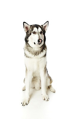 포토 JPG 스튜디오촬영 동물 한마리 반려견 포유류 실내 앉기 사람없음 반려동물 귀여움 개 알래스칸말라뮤트 반려 국내포토 1 컨셉 모션 내부 파일형식