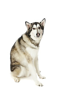 포토 JPG 스튜디오촬영 동물 한마리 반려견 포유류 실내 앉기 사람없음 반려동물 귀여움 개 알래스칸말라뮤트 반려 국내포토 1 컨셉 모션 내부 파일형식