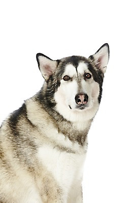 포토 JPG 스튜디오촬영 동물 한마리 반려견 포유류 실내 사람없음 반려동물 귀여움 개 알래스칸말라뮤트 반려 국내포토 1 컨셉 내부 파일형식