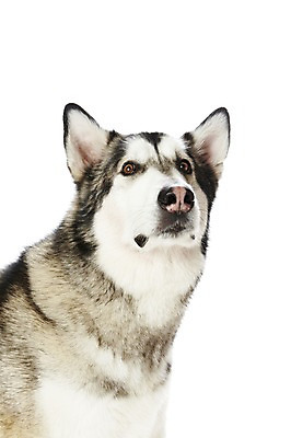 포토 JPG 스튜디오촬영 동물 한마리 반려견 포유류 실내 사람없음 반려동물 귀여움 개 알래스칸말라뮤트 반려 국내포토 1 컨셉 내부 파일형식