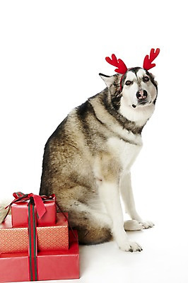 포토 JPG 스튜디오촬영 동물 한마리 기념일 리본 반려견 크리스마스 포유류 크리스마스용품 뿔 실내 선물 앉기 사람없음 선물상자 반려동물 상자 귀여움 머리띠 개 알래스칸말라뮤트 반려 국내포토 1 컨셉 장신구 모션 이벤트 내부 용품 파일형식