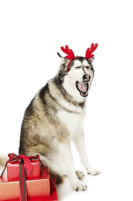 포토 JPG 스튜디오촬영 동물 한마리 기념일 리본 반려견 크리스마스 포유류 크리스마스용품 뿔 실내 선물 앉기 사람없음 선물상자 반려동물 상자 귀여움 머리띠 개 하품 알래스칸말라뮤트 반려 국내포토 1 컨셉 장신구 모션 이벤트 내부 용품 생리현상 파일형식