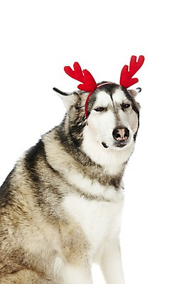 포토 JPG 스튜디오촬영 동물 한마리 기념일 반려견 크리스마스 포유류 크리스마스용품 뿔 실내 앉기 사람없음 반려동물 귀여움 머리띠 개 알래스칸말라뮤트 반려 국내포토 1 컨셉 장신구 모션 이벤트 내부 용품 파일형식