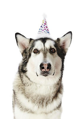 포토 JPG 스튜디오촬영 동물 한마리 반려견 포유류 실내 사람없음 반려동물 파티 귀여움 개 알래스칸말라뮤트 반려 국내포토 1 컨셉 이벤트 내부 파일형식