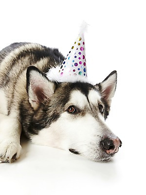 포토 JPG 스튜디오촬영 동물 한마리 반려견 포유류 실내 사람없음 반려동물 눕기 파티 귀여움 개 알래스칸말라뮤트 반려 국내포토 1 컨셉 모션 이벤트 내부 파일형식