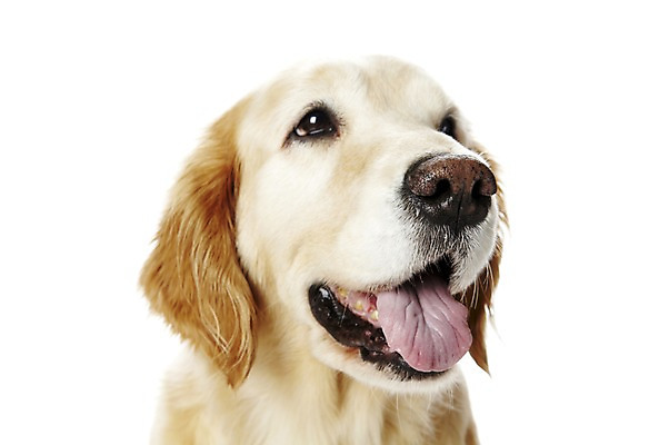 포토 JPG 스튜디오촬영 동물 한마리 반려견 포유류 실내 사람없음 반려동물 귀여움 개 골든리트리버 반려 국내포토 1 컨셉 내부 리트리버 파일형식