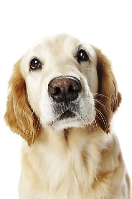 포토 JPG 스튜디오촬영 동물 한마리 반려견 포유류 실내 사람없음 반려동물 귀여움 개 골든리트리버 반려 국내포토 1 컨셉 내부 리트리버 파일형식