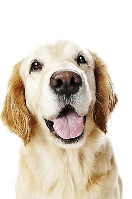 포토 JPG 스튜디오촬영 동물 한마리 반려견 포유류 실내 사람없음 반려동물 귀여움 개 골든리트리버 반려 국내포토 1 컨셉 내부 리트리버 파일형식