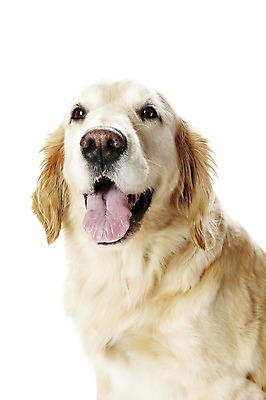 포토 JPG 스튜디오촬영 동물 한마리 반려견 포유류 실내 사람없음 반려동물 귀여움 개 골든리트리버 반려 국내포토 1 컨셉 내부 리트리버 파일형식