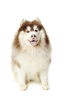 포토 JPG 스튜디오촬영 동물 한마리 반려견 포유류 실내 앉기 사람없음 반려동물 귀여움 개 시베리안허스키 반려 국내포토 1 컨셉 모션 내부 파일형식