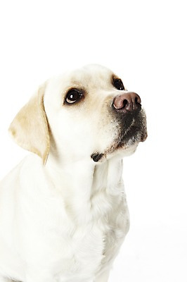 포토 JPG 스튜디오촬영 동물 한마리 반려견 포유류 실내 사람없음 반려동물 귀여움 개 래브라도리트리버 반려 국내포토 1 컨셉 내부 리트리버 파일형식