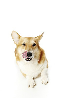 포토 JPG 스튜디오촬영 동물 한마리 반려견 포유류 실내 사람없음 반려동물 눕기 귀여움 개 반려 웰시코기 펨브록웰시코기 국내포토 1 컨셉 모션 내부 파일형식