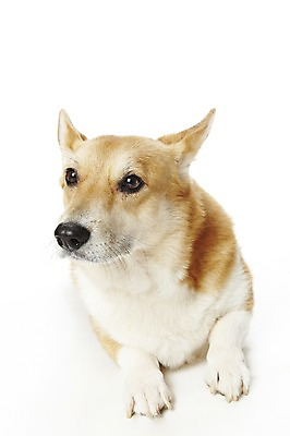 포토 JPG 스튜디오촬영 동물 한마리 반려견 포유류 실내 사람없음 반려동물 눕기 귀여움 개 반려 웰시코기 펨브록웰시코기 국내포토 1 컨셉 모션 내부 파일형식