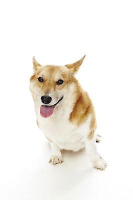 포토 JPG 스튜디오촬영 동물 한마리 반려견 포유류 실내 앉기 사람없음 반려동물 귀여움 개 반려 웰시코기 펨브록웰시코기 국내포토 1 컨셉 모션 내부 파일형식