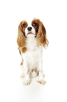 포토 JPG 스튜디오촬영 동물 한마리 반려견 포유류 실내 앉기 사람없음 반려동물 귀여움 스패니얼 개 반려 킹찰스스패니얼 국내포토 1 컨셉 모션 내부 파일형식