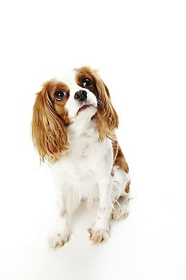 포토 JPG 스튜디오촬영 동물 한마리 반려견 포유류 실내 앉기 사람없음 반려동물 귀여움 스패니얼 개 반려 킹찰스스패니얼 국내포토 1 컨셉 모션 내부 파일형식