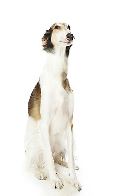 포토 JPG 스튜디오촬영 동물 한마리 반려견 포유류 실내 앉기 사람없음 반려동물 귀여움 개 보르조이 반려 국내포토 1 컨셉 모션 내부 파일형식