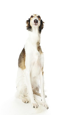 포토 JPG 스튜디오촬영 동물 한마리 반려견 포유류 실내 앉기 사람없음 반려동물 귀여움 개 보르조이 반려 국내포토 1 컨셉 모션 내부 파일형식