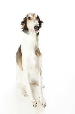 포토 JPG 스튜디오촬영 동물 한마리 반려견 포유류 실내 앉기 사람없음 반려동물 귀여움 개 보르조이 반려 국내포토 1 컨셉 모션 내부 파일형식