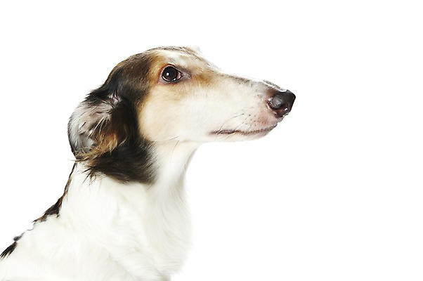 포토 JPG 스튜디오촬영 동물 한마리 반려견 포유류 실내 사람없음 반려동물 귀여움 개 보르조이 반려 국내포토 1 컨셉 내부 파일형식