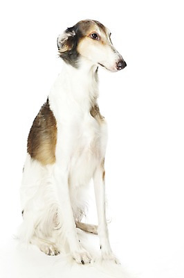 포토 JPG 스튜디오촬영 동물 한마리 반려견 포유류 실내 앉기 사람없음 반려동물 귀여움 개 보르조이 반려 국내포토 1 컨셉 모션 내부 파일형식