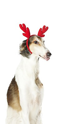 포토 JPG 스튜디오촬영 동물 한마리 기념일 반려견 크리스마스 포유류 크리스마스용품 뿔 실내 사람없음 반려동물 귀여움 머리띠 개 보르조이 반려 국내포토 1 컨셉 장신구 이벤트 내부 용품 파일형식