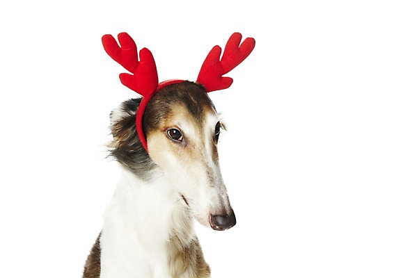 포토 JPG 스튜디오촬영 동물 한마리 기념일 반려견 크리스마스 포유류 크리스마스용품 뿔 실내 사람없음 반려동물 귀여움 머리띠 개 보르조이 반려 국내포토 1 컨셉 장신구 이벤트 내부 용품 파일형식