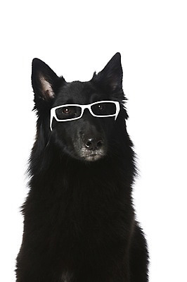 포토 JPG 스튜디오촬영 동물 한마리 반려견 안경 포유류 실내 사람없음 반려동물 귀여움 개 그로넨달 반려 국내포토 1 잡화 컨셉 내부 파일형식