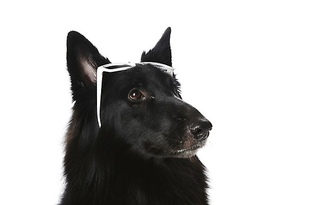 포토 JPG 스튜디오촬영 동물 한마리 반려견 안경 포유류 실내 사람없음 반려동물 귀여움 개 그로넨달 반려 국내포토 1 잡화 컨셉 내부 파일형식