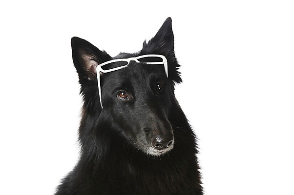 포토 JPG 스튜디오촬영 동물 한마리 반려견 안경 포유류 실내 사람없음 반려동물 귀여움 개 그로넨달 반려 국내포토 1 잡화 컨셉 내부 파일형식